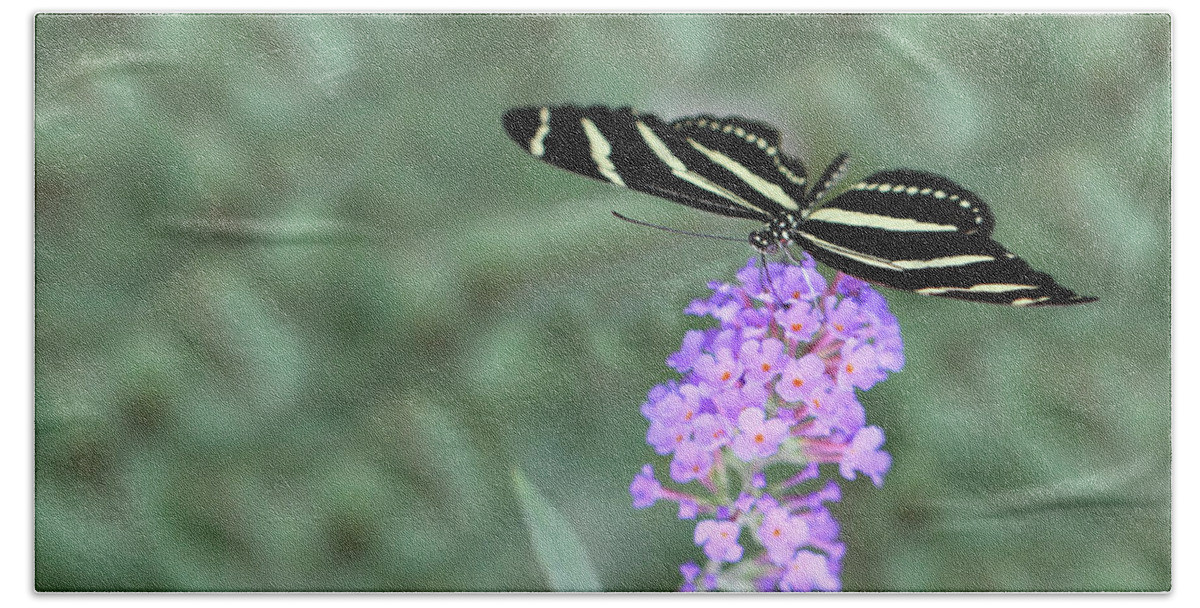 Nature Beach Sheet featuring the photograph Zebra Longwing Butterfly by Shelley Neff