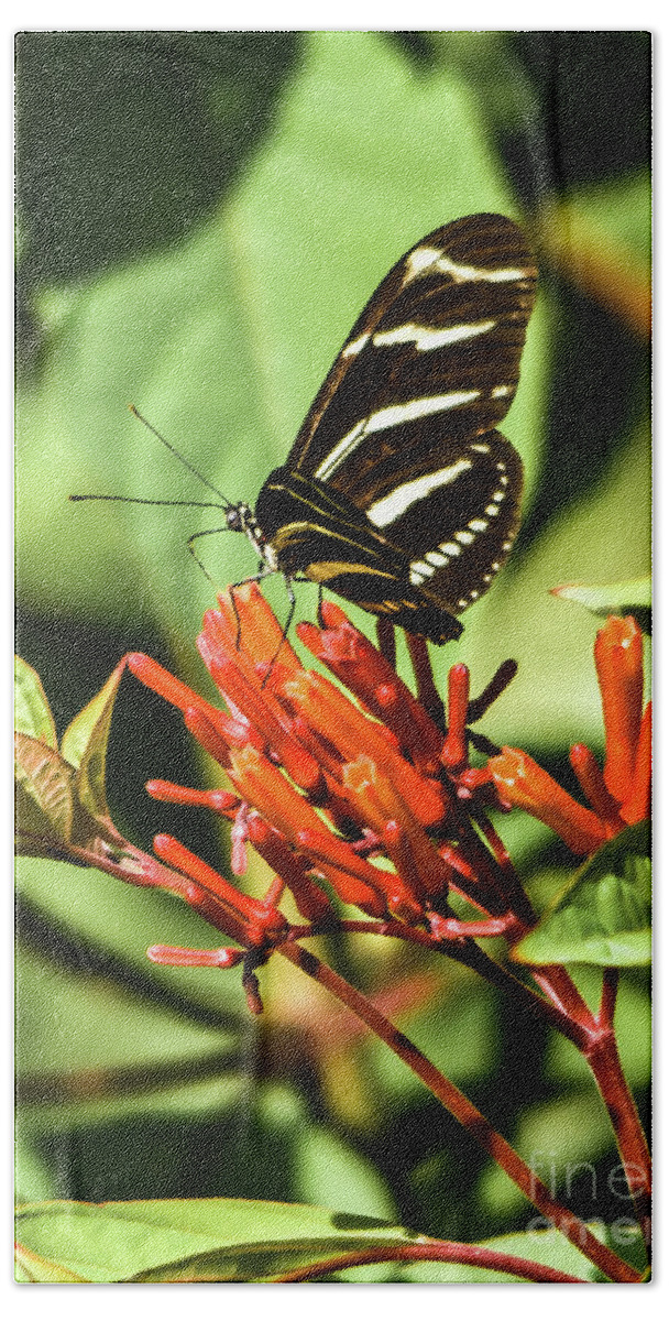 Butterflies Beach Sheet featuring the photograph Zebra Longwing No.2 by John Greco
