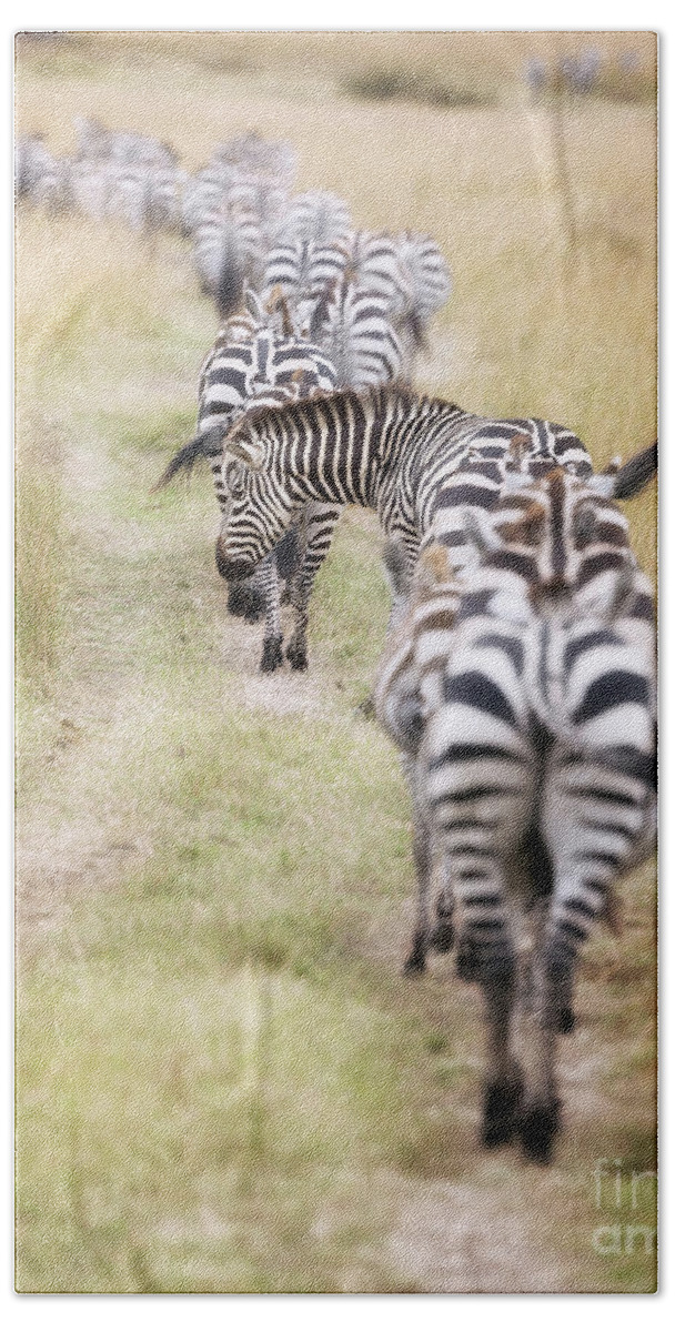 Mara Beach Sheet featuring the photograph Zebra migration in the Masai Mara by Jane Rix