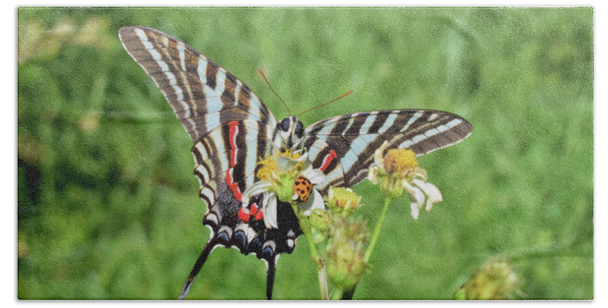 Photograph Beach Towel featuring the photograph Zebra Swallowtail and Ladybug by Larah McElroy