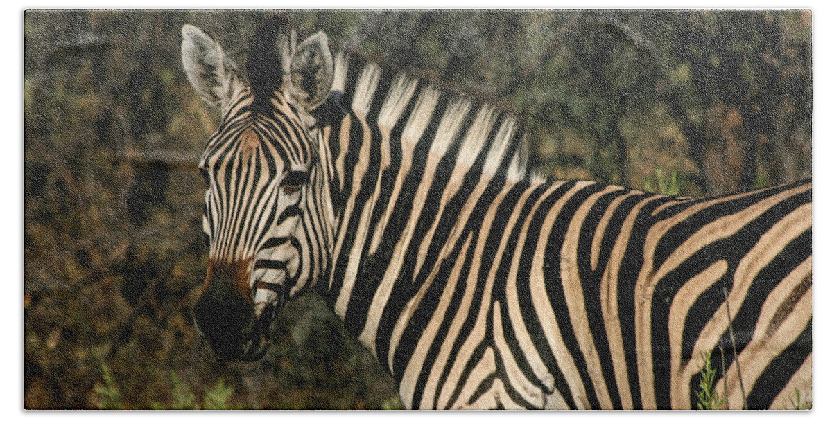 Karen Zuk Rosenblatt Art And Photography Beach Sheet featuring the painting Zebra Watching by Karen Zuk Rosenblatt
