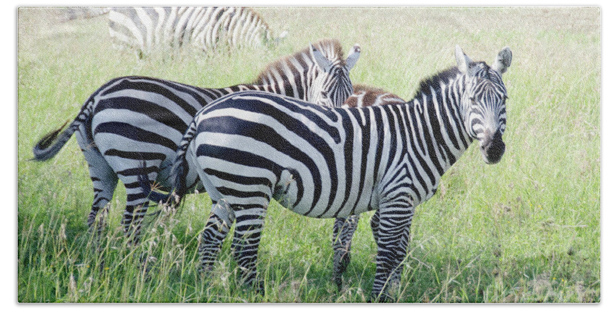 Wildlife Beach Sheet featuring the photograph Zebras in Serengeti by Pravine Chester