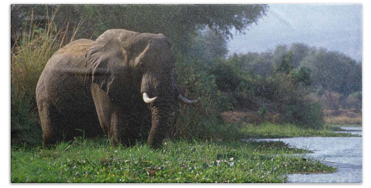 Elephant Beach Towel featuring the photograph Zimbabwe_43-18 by Craig Lovell