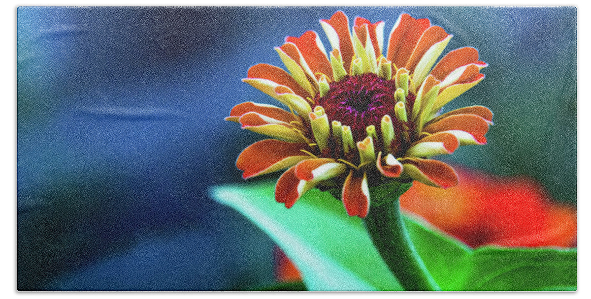 Zinnia Beach Towel featuring the photograph Zinnia Ascending by Mick Anderson