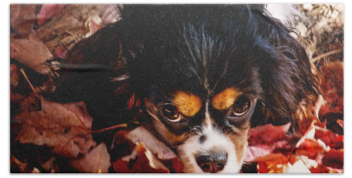 Tri Colored Cavalier King Chalres Spaniel Beach Towel featuring the photograph Zoey - Look Into My Eyes by Gwen Gibson