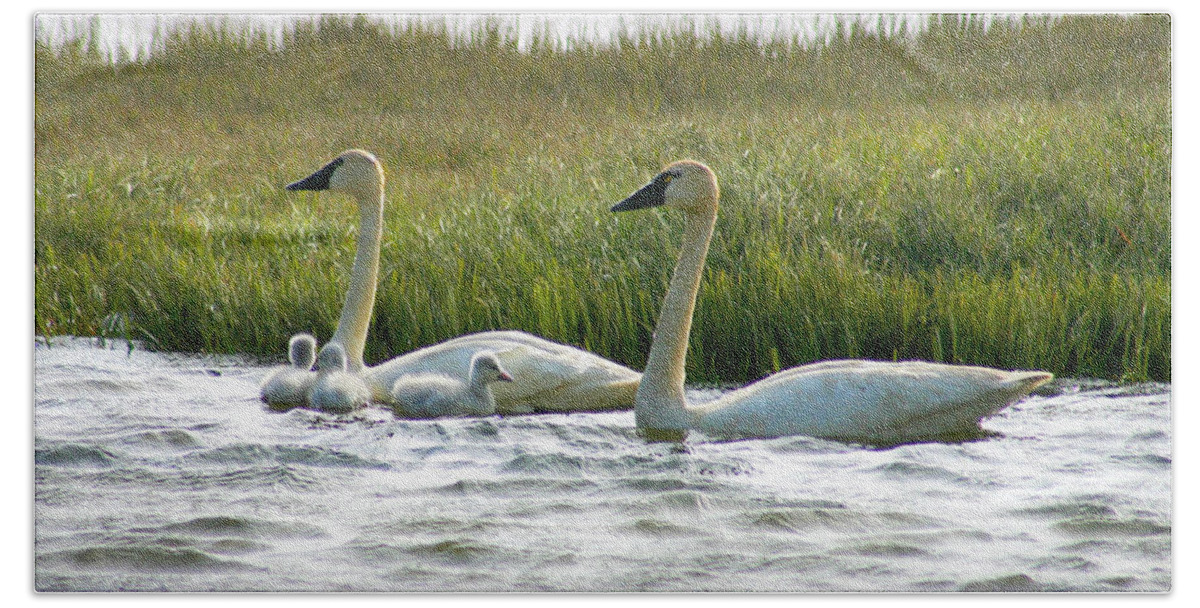 Swans Beach Towel featuring the photograph Arctic Tundra Swans and Cygnets #1 by Anthony Jones