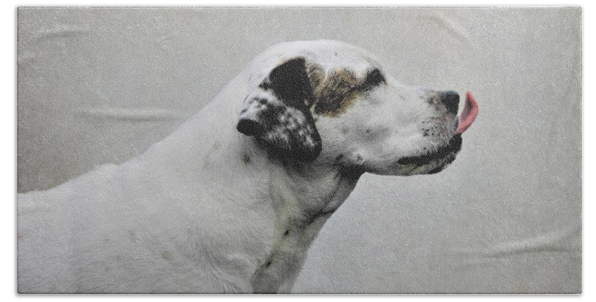 Dog Beach Towel featuring the photograph Asher #1 by Diane Chandler