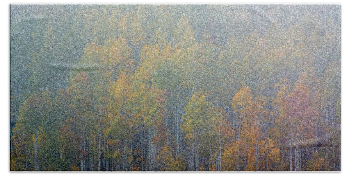 America Beach Towel featuring the photograph Aspen Trees In Fog #1 by John De Bord