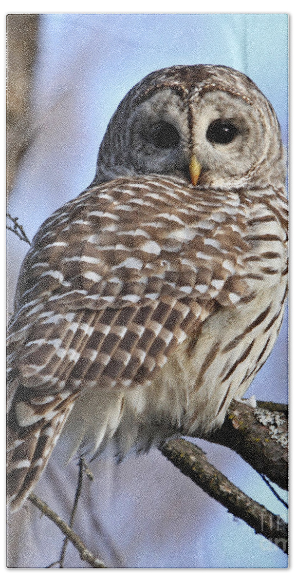 Barred Owl Beach Towel featuring the photograph Beautiful Barred Owl #2 by Heather King