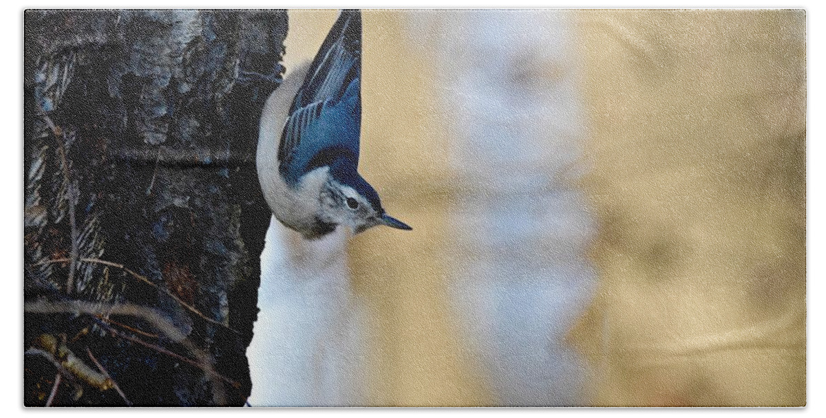 Wall Art Beach Sheet featuring the photograph Blue Jay #1 by Jeffrey PERKINS