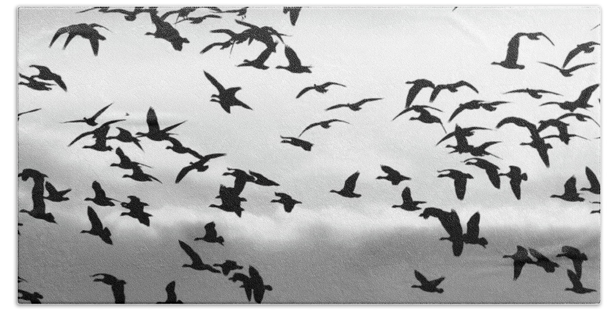 Canadian Geese Beach Towel featuring the photograph Born Free #1 by Scott Cameron