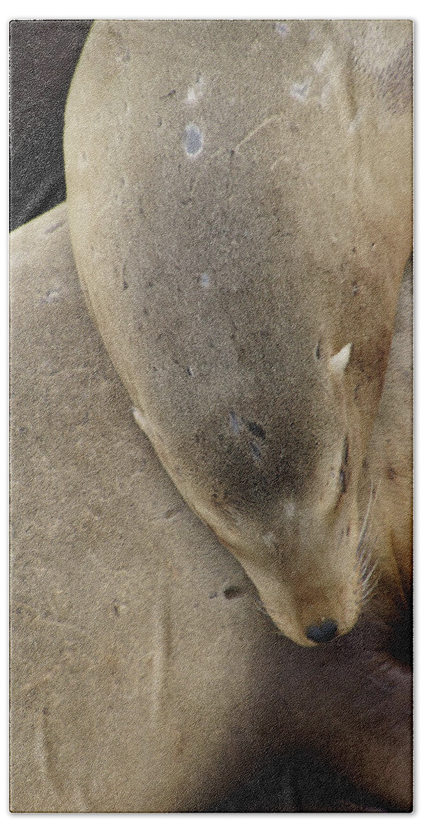 Animal Beach Towel featuring the photograph California sea lions asleep #1 by Steve Estvanik