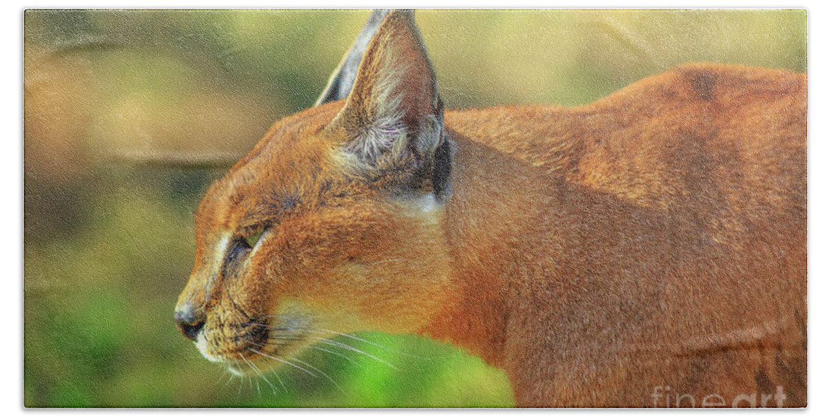 Caracal Beach Towel featuring the photograph Caracal side view #1 by Benny Marty