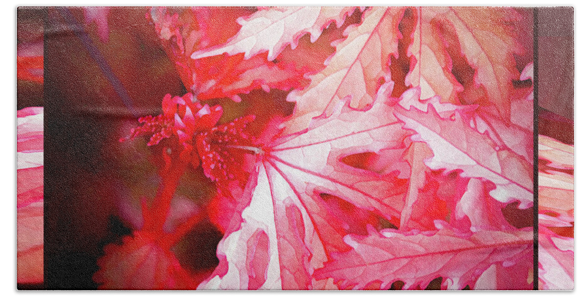 Hibiscus Acetosella Beach Sheet featuring the photograph Celebration - #2 by Julie Weber