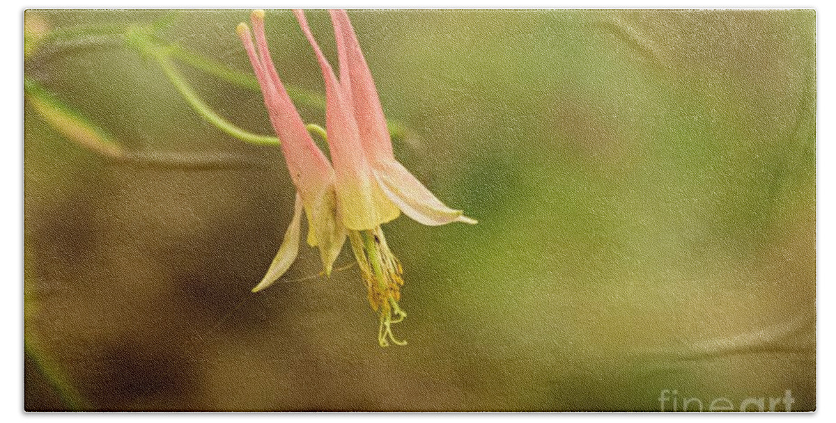 Photography Beach Sheet featuring the photograph Columbine #2 by Larry Ricker