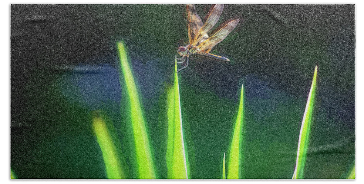 Halloween Pennant Dragonfly Beach Towel featuring the photograph Dragonfly on Spanish Bayonet 102 by Rich Franco