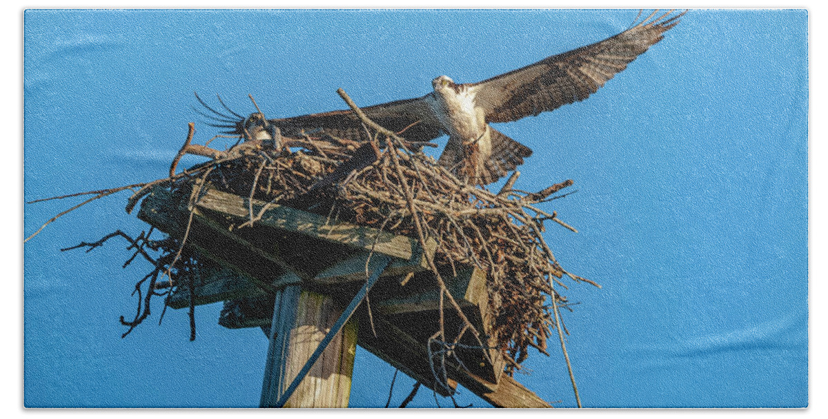 Osprey Beach Towel featuring the photograph Feathering The Nest by Cathy Kovarik