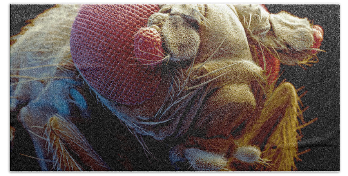Animal Beach Towel featuring the photograph Fruit Fly Drosophila Melanogaster #1 by Meckes/ottawa