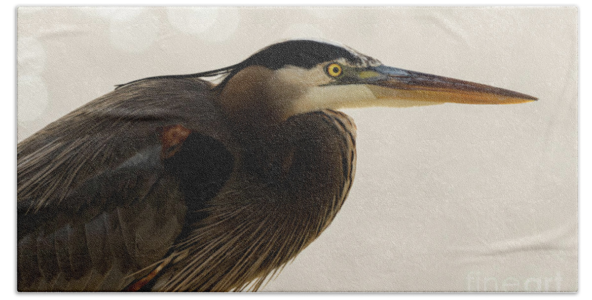 Great Blue Heron Beach Towel featuring the photograph Great Blue Heron Portrait #1 by Sam Rino