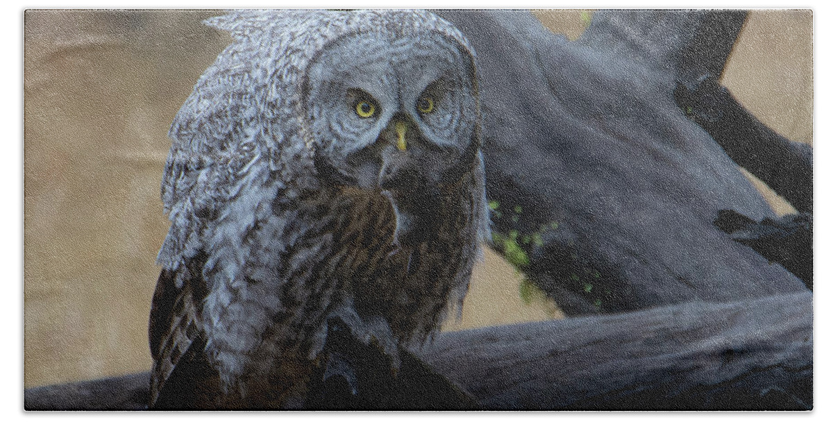 Owl Beach Towel featuring the photograph Great Gray Owl #4 of 5 by Patrick Nowotny