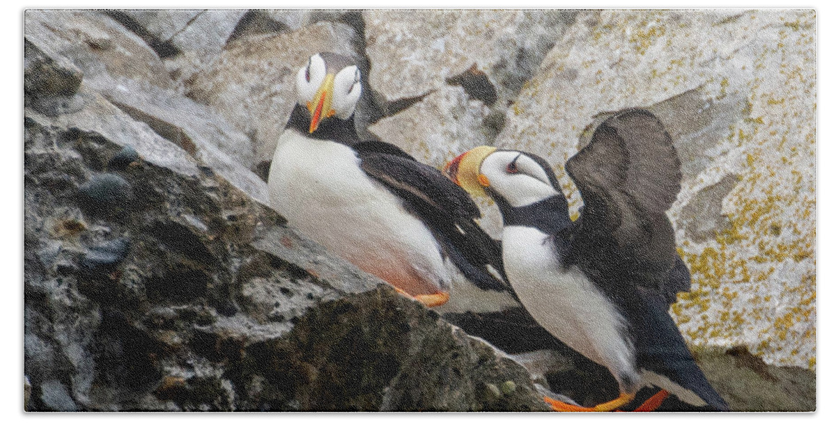 Puffin Beach Towel featuring the photograph Horned Puffin Pair 2 by Mark Hunter