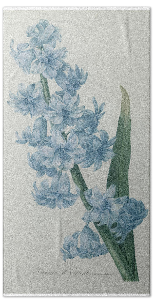 Redoute Beach Towel featuring the painting Hyacinthus orientalis #1 by Pierre-Joseph Redoute