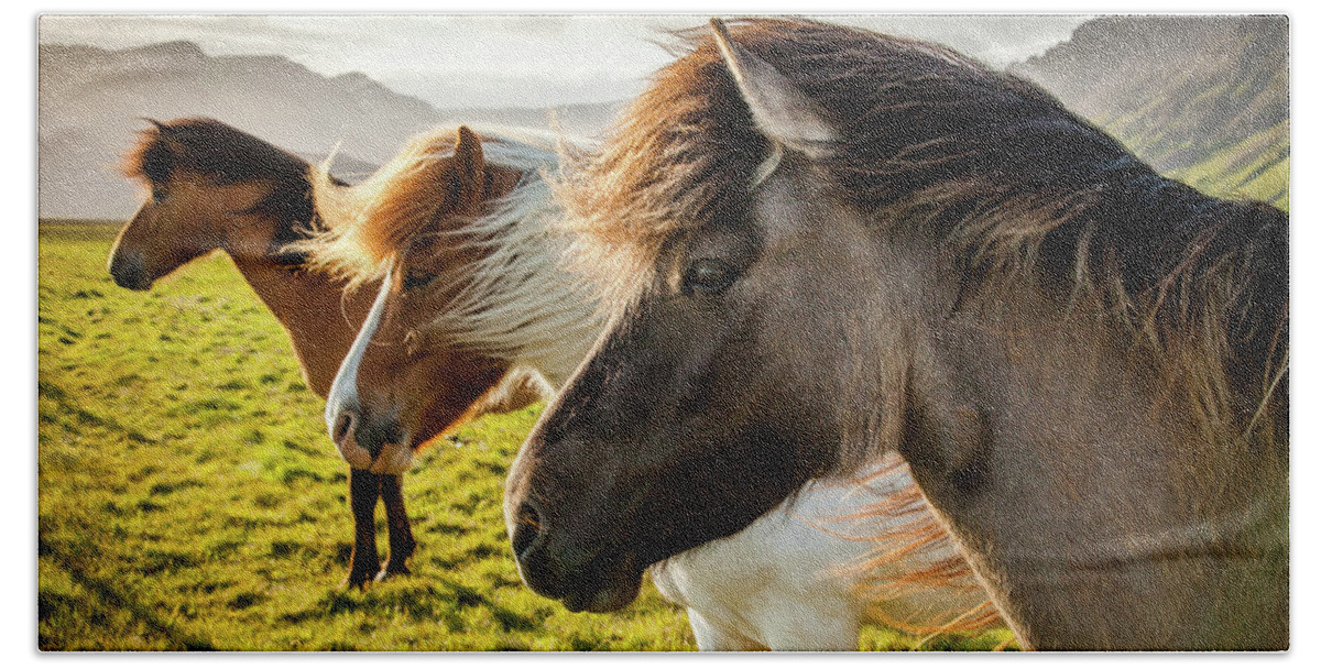 Iceland Beach Towel featuring the photograph Icelandic Horses #1 by Peter OReilly