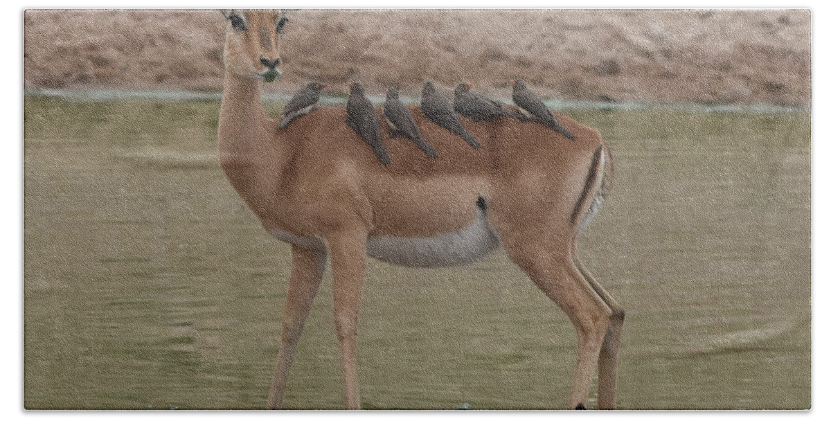 Impala Beach Towel featuring the photograph Impala with Oxpeckers #1 by Ben Foster