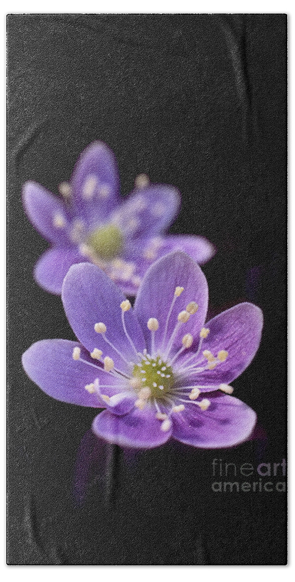 Close Up Beach Towel featuring the photograph 1 inch wide lavender blue purple Hepatica wildflower in spring flooded area under deciduous trees by Robert C Paulson Jr