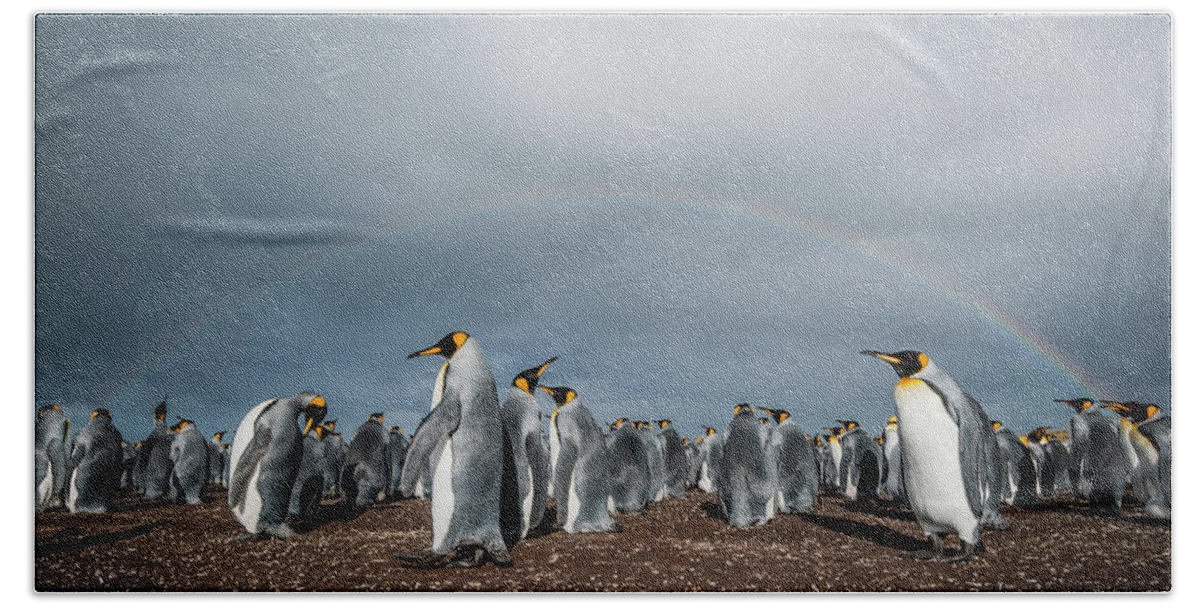 Animal Beach Towel featuring the photograph King Penguin Colony Under Rainbow #1 by Tui De Roy