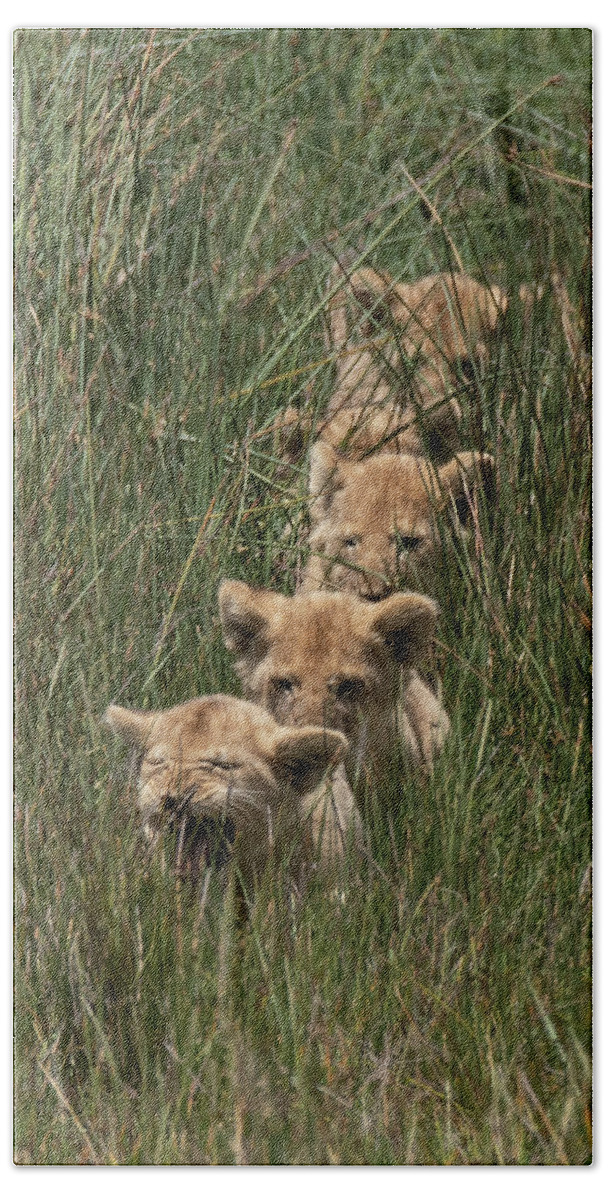 Lion Beach Towel featuring the photograph Single File #1 by Patrick Nowotny