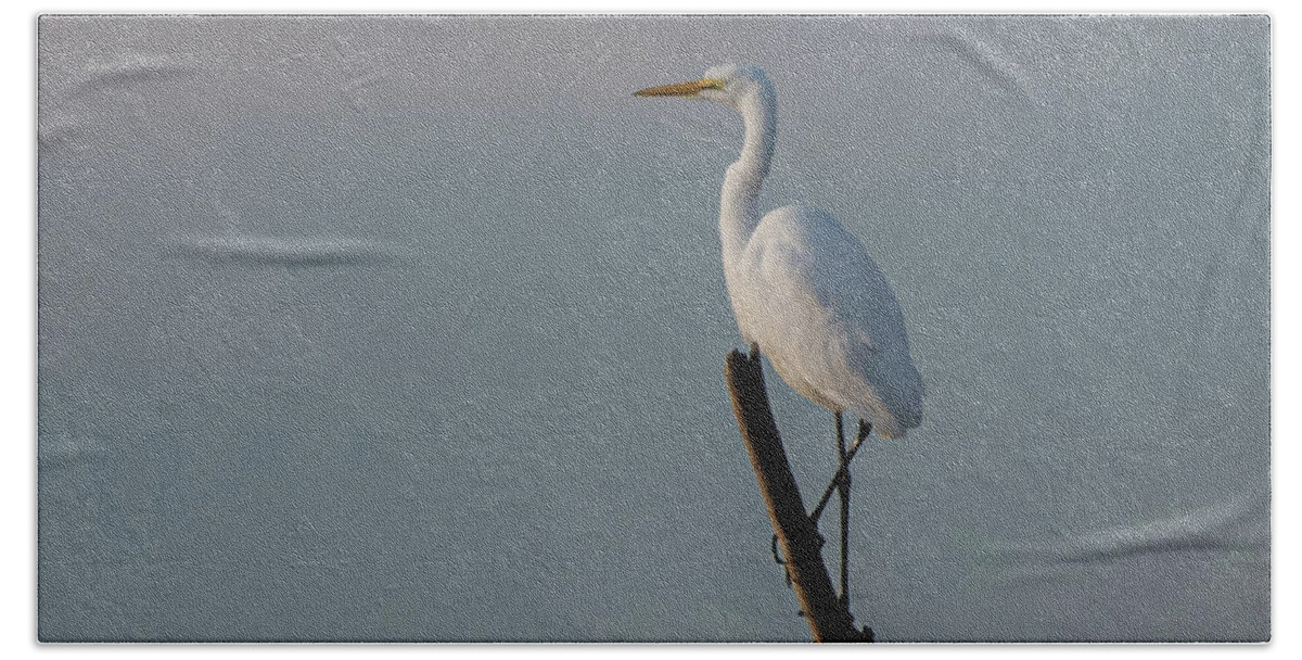  Beach Towel featuring the photograph Lone egret #1 by Patricia Dennis