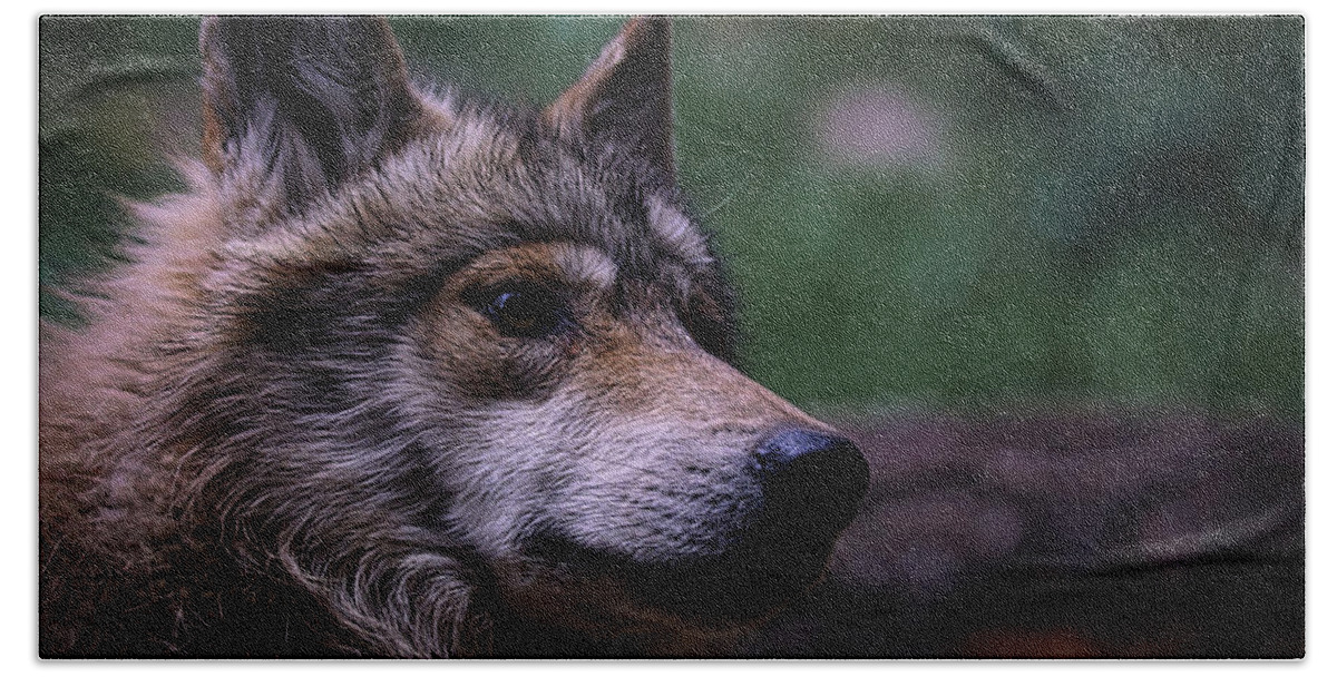 Wolf Beach Sheet featuring the photograph Mexican Grey Wolf #1 by Ernest Echols