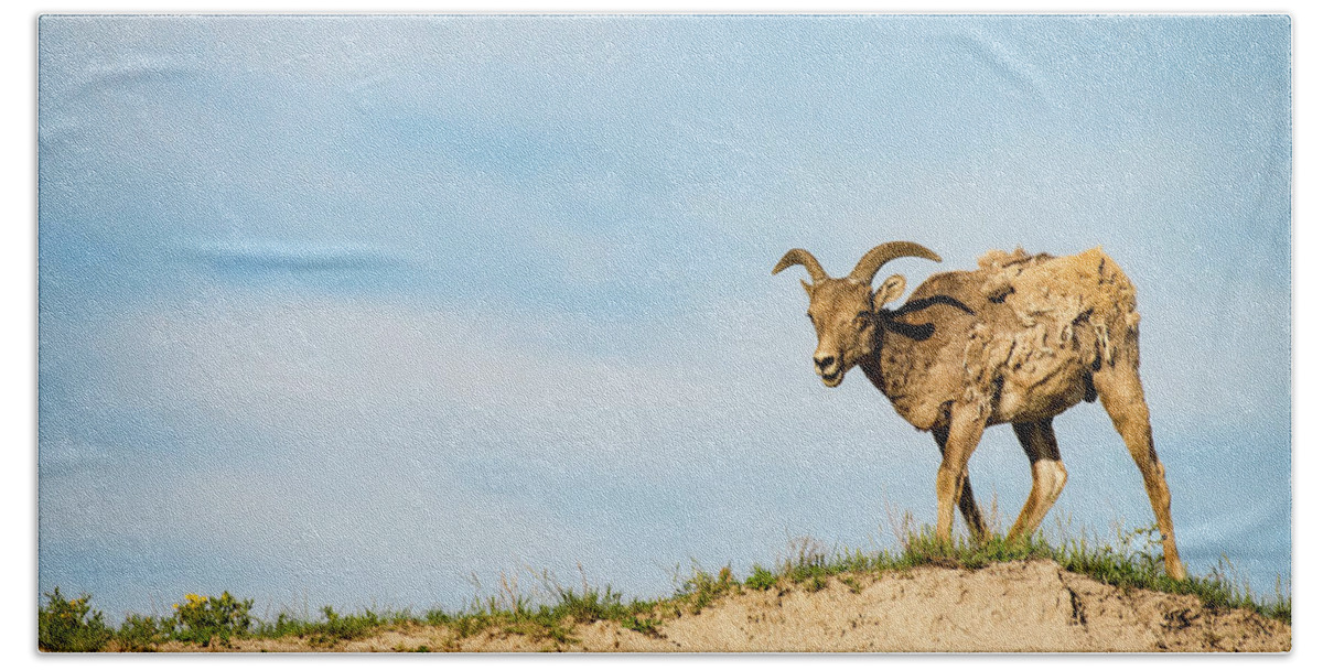 Mountain Sheep In Badlands National Park Beach Towel featuring the photograph Mountain Sheep in Badlands National Park #1 by Art Whitton