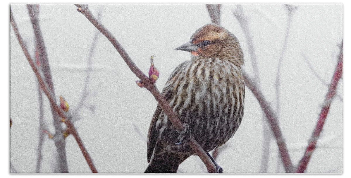 Song Sparrow Beach Towel featuring the photograph Natures Beauty #1 by Scott Cameron