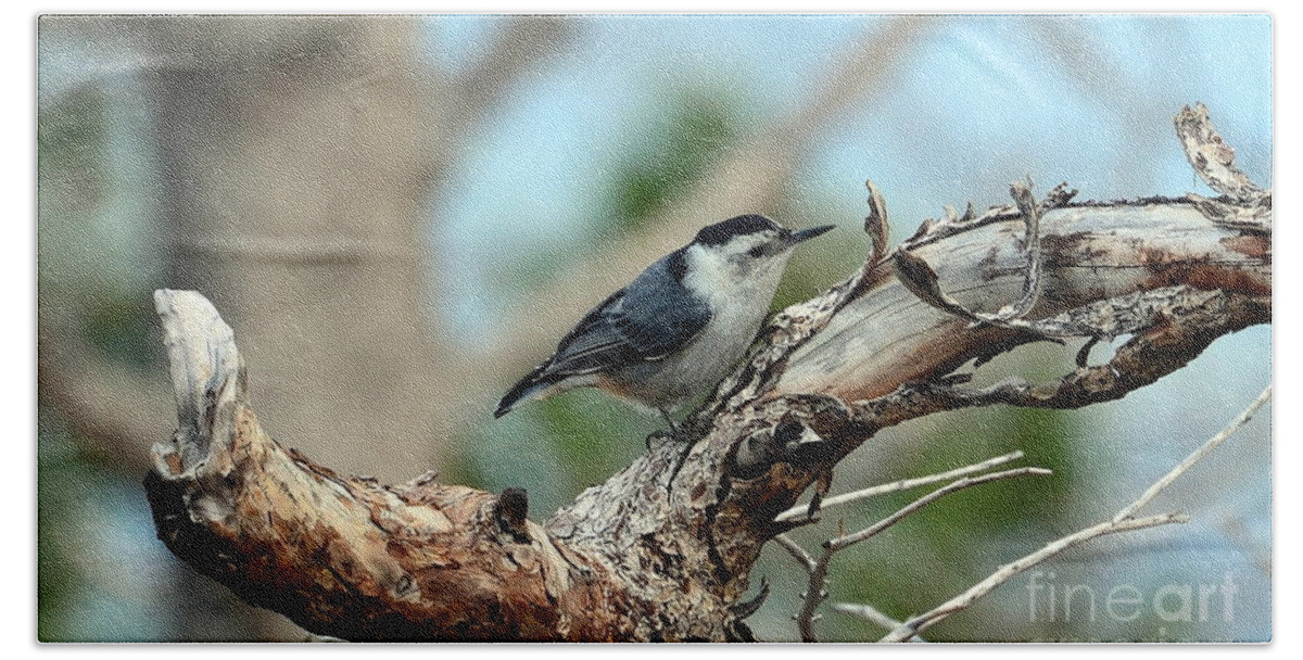 Birds Beach Towel featuring the photograph Nuthatch #1 by Dorrene BrownButterfield