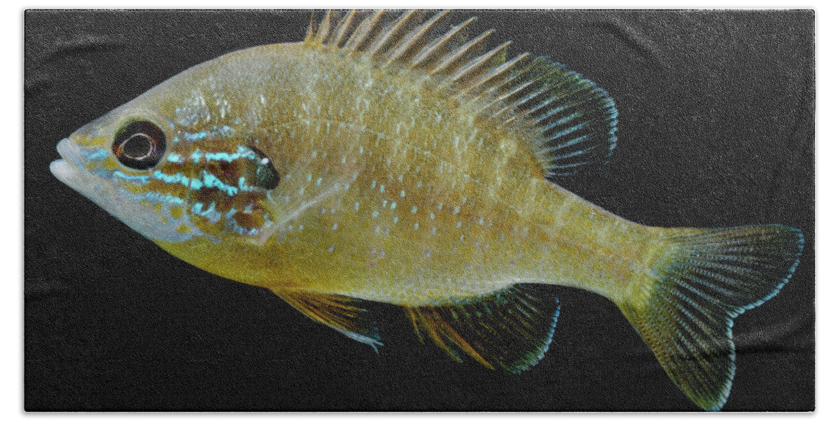 Animal Beach Towel featuring the photograph Ozark Longear Sunfish Lepomis Megalotis #1 by Dante Fenolio