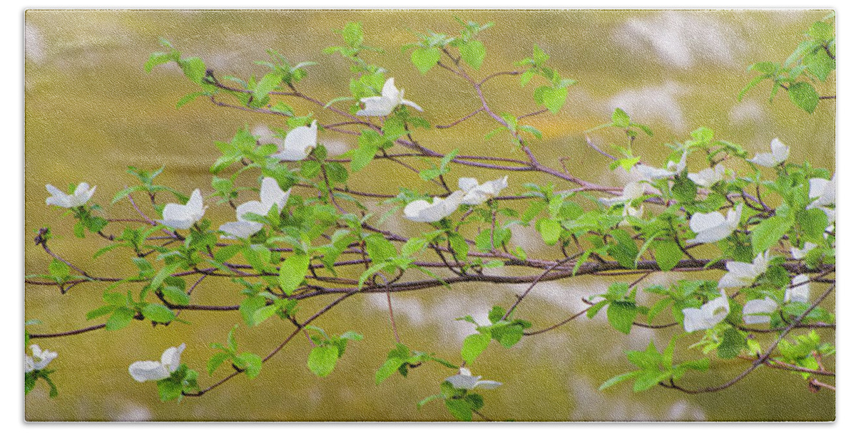 Photography Beach Towel featuring the photograph Pacific Dogwood Cornus Nuttallii #1 by Panoramic Images