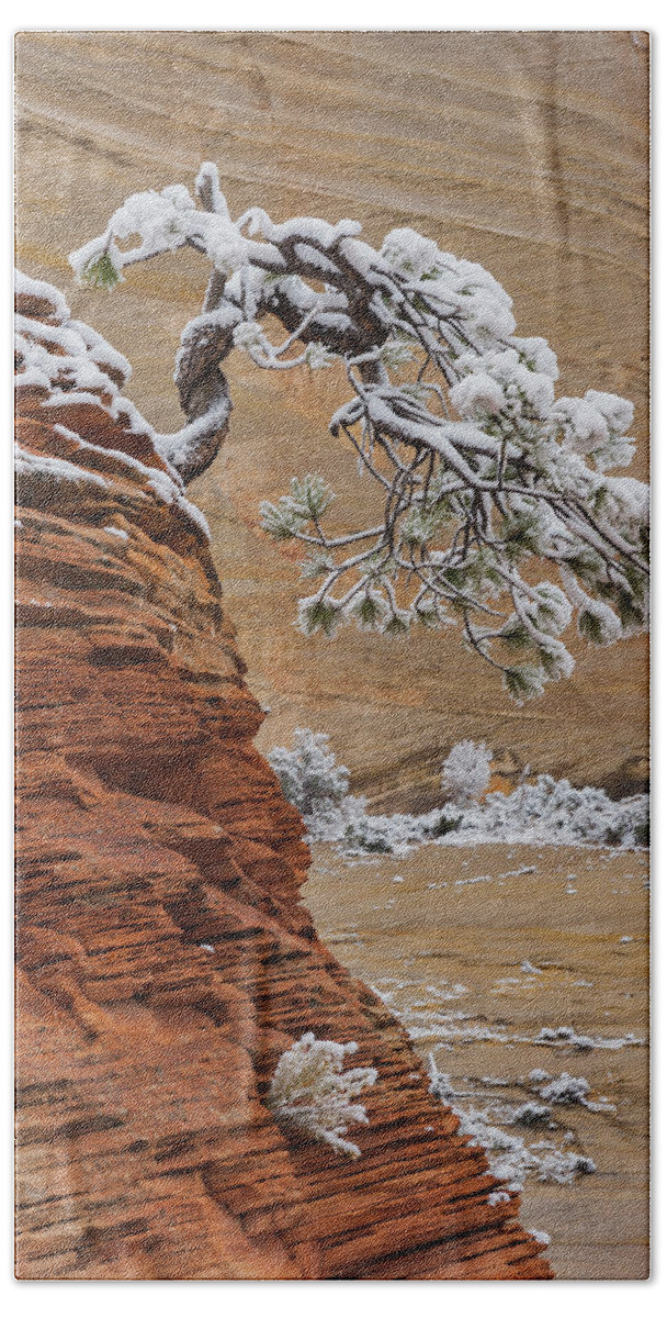 Jeff Foott Beach Towel featuring the photograph Pine Tree In Zion Natl Park #1 by Jeff Foott