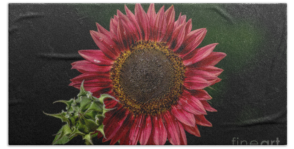 Maine Beach Towel featuring the photograph Red Sunflower #1 by Alana Ranney