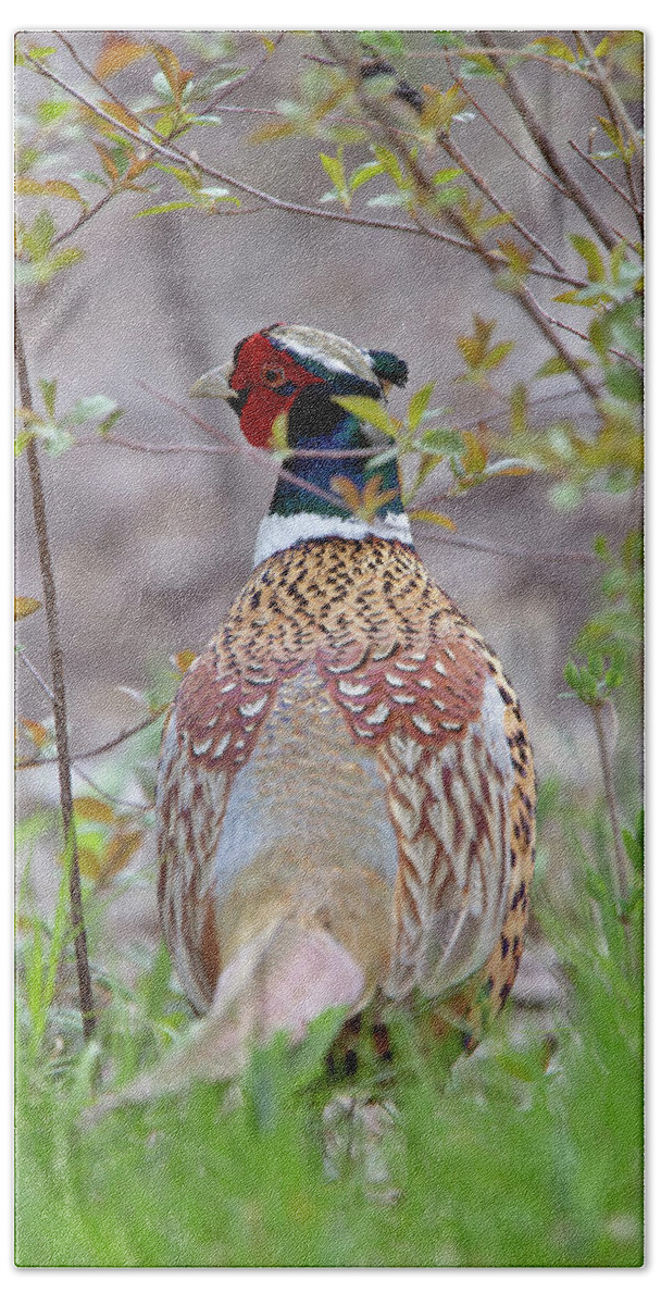 Nature Beach Towel featuring the photograph Ring Necked Pheasant #1 by Mark Duffy
