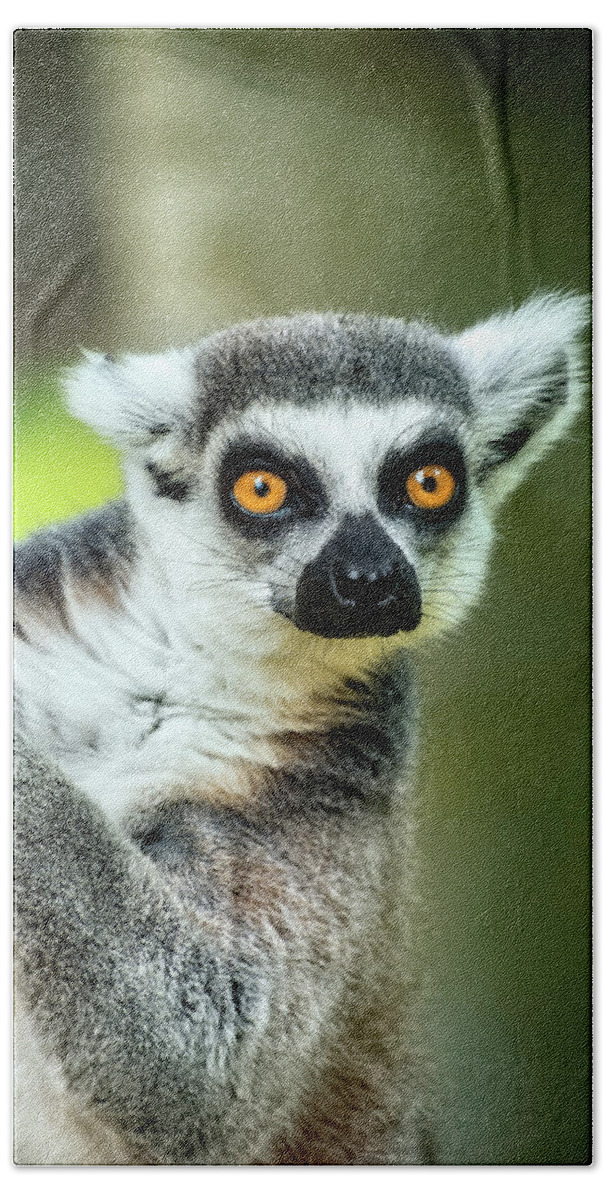 Lemur Beach Towel featuring the photograph Ring tailed lemur #1 by Kuni Photography