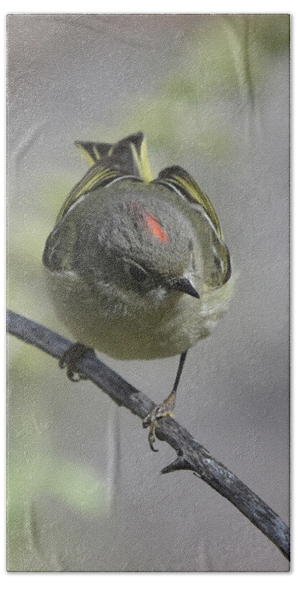 Bird Beach Towel featuring the photograph Ruby-crowned Kinglet #1 by Ben Foster