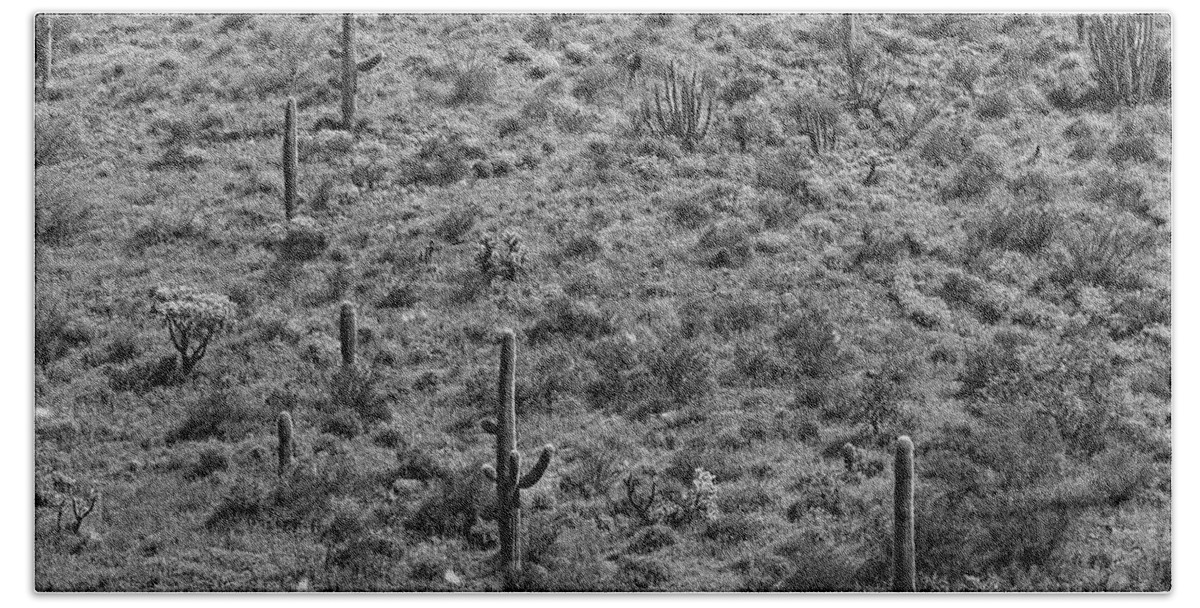 Disk1216 Beach Towel featuring the photograph Saguaro Cacti, Arizona #1 by Tim Fitzharris