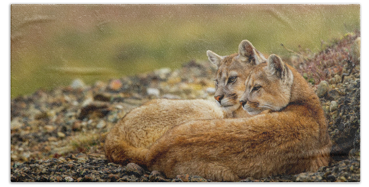 Sebastian Kennerknecht Beach Towel featuring the photograph Six Month Old Mountain Lions, Patagonia #1 by Sebastian Kennerknecht