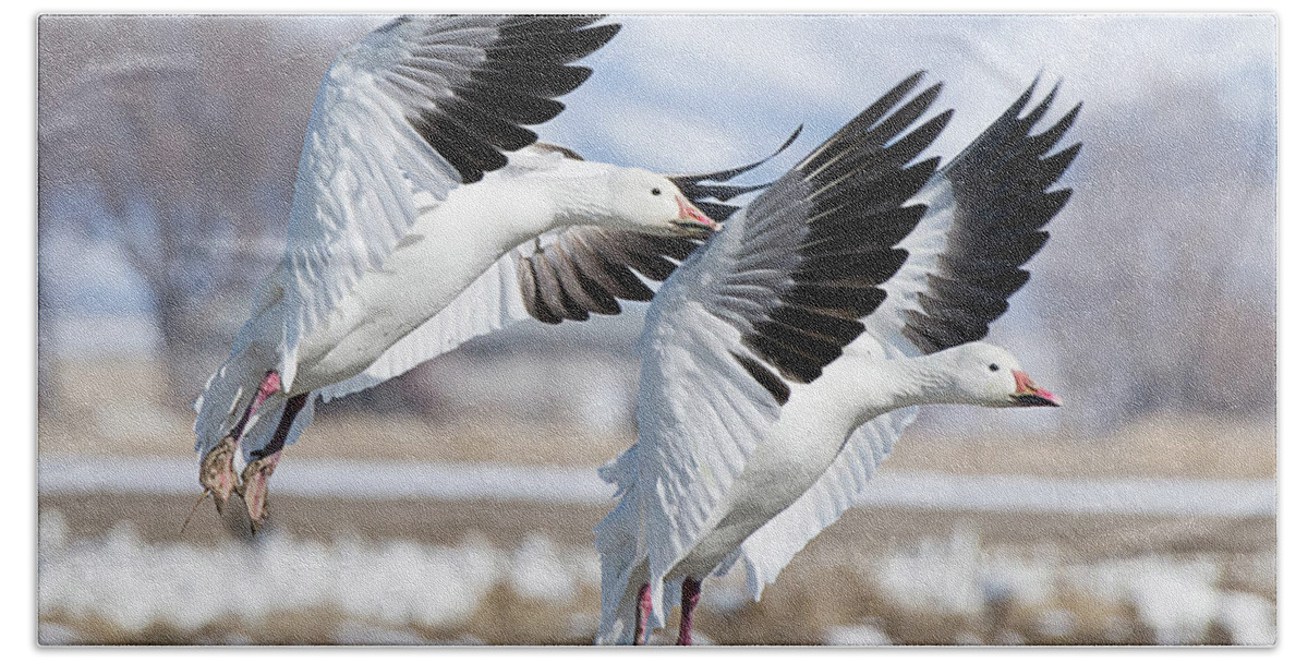 Bird Beach Towel featuring the photograph Snow Geese #1 by Dennis Hammer