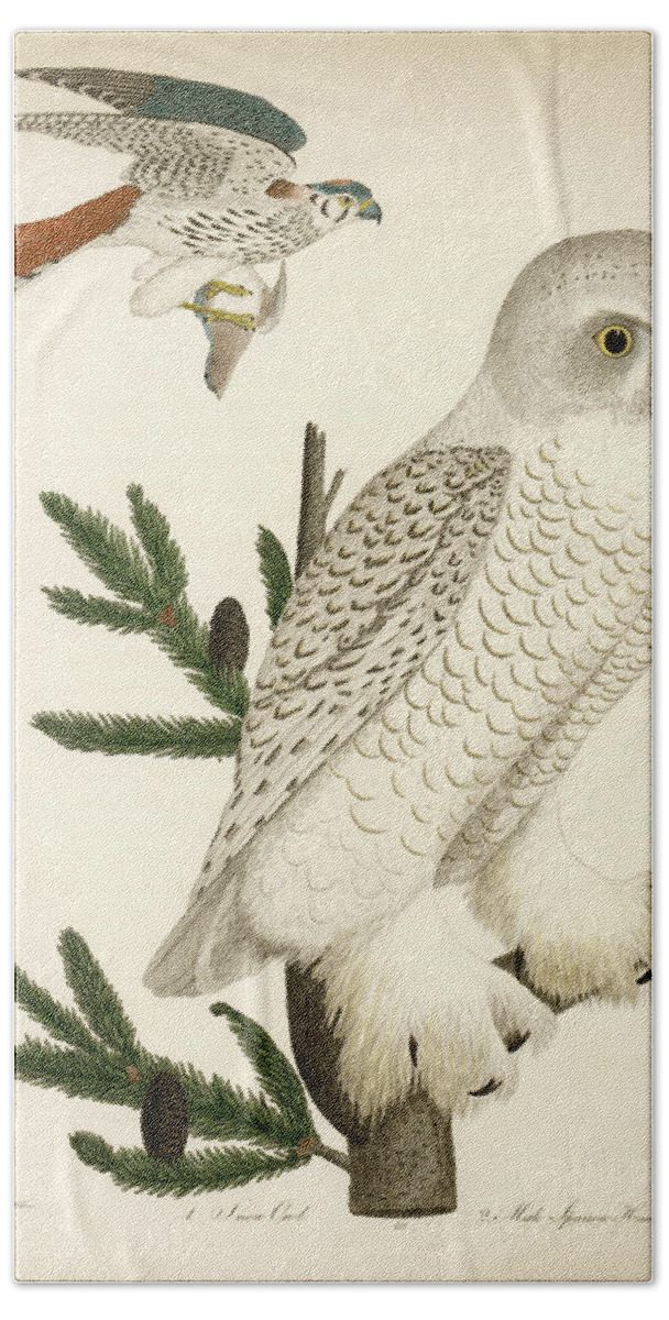 Owl Beach Towel featuring the mixed media 1. Snow Owl. 2. Male Sparrow-Hawk. by Alexander Wilson