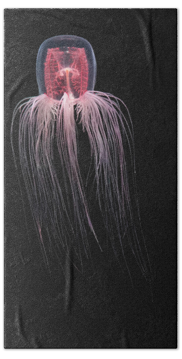 00558312 Beach Towel featuring the photograph Spirocodon Jellyfish #1 by Hiroya Minakuchi