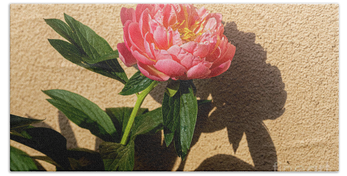 Sublime Peony Beach Towel featuring the painting Sublime Peony, Dijon, France, April by European School