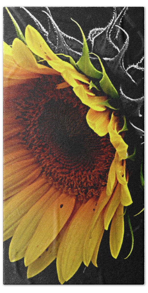 Flower Beach Towel featuring the photograph Sunflower #1 by Chauncy Holmes